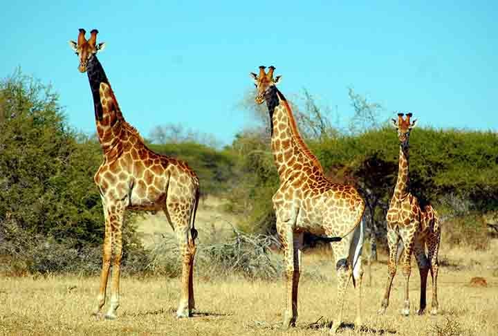 Quem pega? Uma girafa, ao caminhar, alcança 16km/h. E, apesar de todo seu tamanho, chega a incríveis 60 km/h enquanto corre. Isso, é claro, graças às suas gigantescas pernas