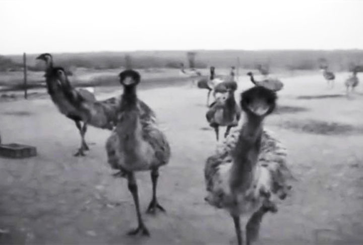 O conflito suis generis transcorreu no Oeste da Austtrália, quando 20 mil emus migraram em busca de alimentos.