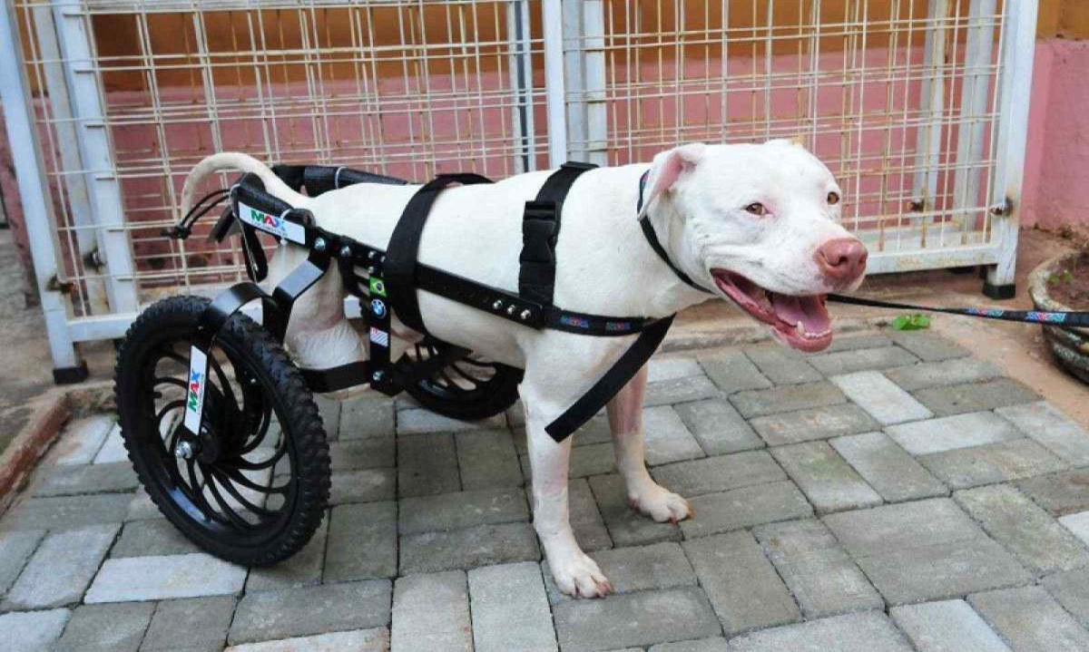 Sans&atilde;o, pitbull que inspirou a cria&ccedil;&atilde;o da lei contra maus-tratos a animais, morreu nesta quarta-feira (11/12), ap&oacute;s um mal s&uacute;bito -  (crédito: Gladyston Rodrigues/EM/D.A Press)