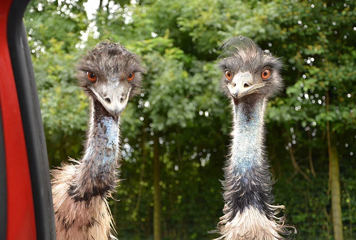 Os emus estiveram envolvidos em um das guerras mais inusitados (para o dizer o mínimo!) da história. O conflito colocou frente a frente militares australianos e o grupo de aves nativas.