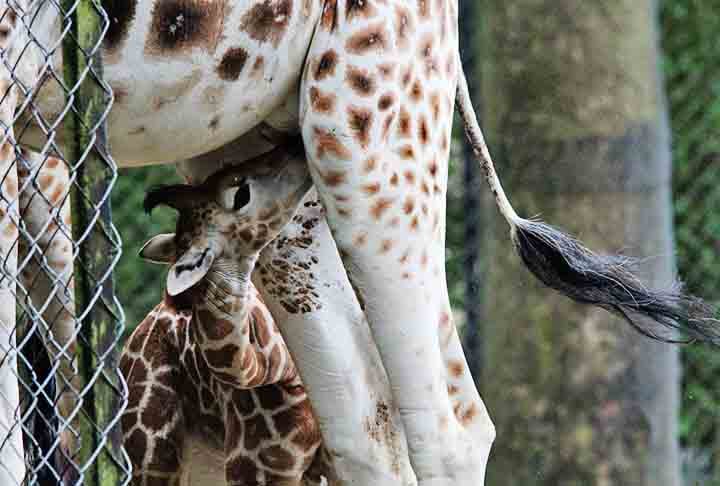 A gestação de uma girafa dura em torno de 13 a 15 meses, ou seja; mais de um ano. Os filhotes, aliás, já nascem altos, com 1,5m em média, mas com uma queda de 2 m.