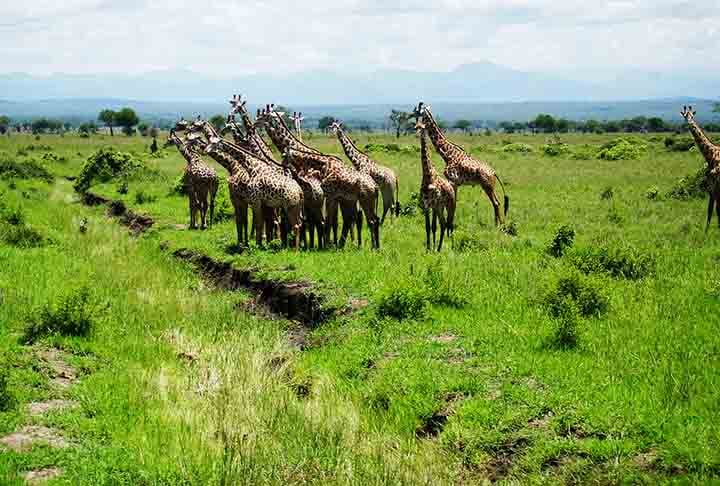 As girafas são sociáveis e vivem em grupos, podendo chegar a 20 animais, sempre com um macho dominante. Há também os que vivem sozinhos.