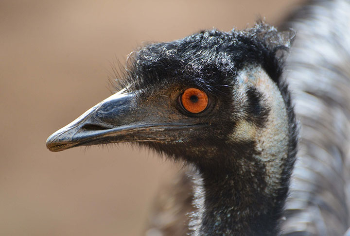 A investida motorizada foi um fiasco, pois o caminhão não conseguia competir em velocidade com os emus e a artilharia não demonstrou competência suficiente.