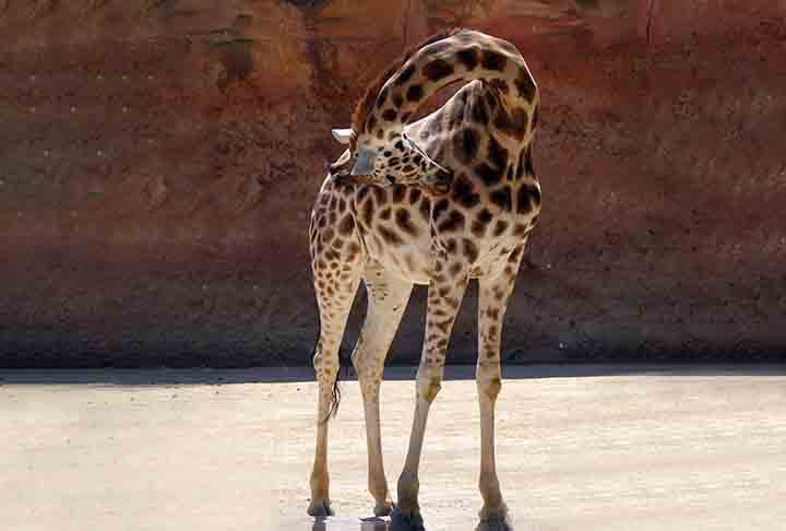 Para bombear tanto sangue que precisa passar por esse corpanzil, não poderia ser diferente: o coração da girafa é enorme, podendo pesar até 11 kg.