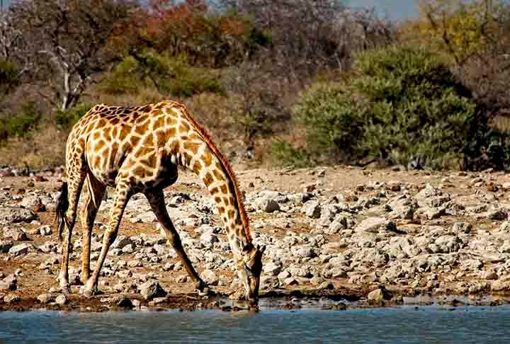 Essa é curiosa: os machos precisam analisar o xixi de uma girafa fêmea para descobrir se elas são receptivos à criação de filhotes. E, como não é fácil lamber uma poça estando a 4,3m de altura, o macho necessita da boa vontade da fêmea.