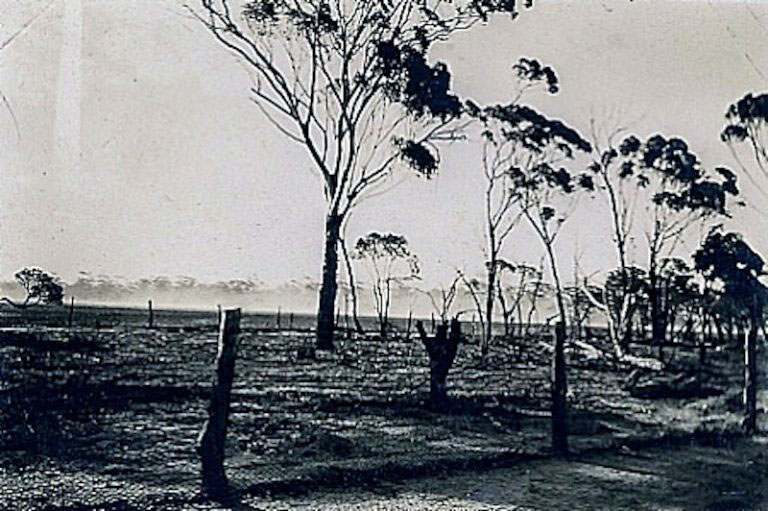 Os animais promoveram uma devastação nessas fazendas, onde havia estoque de trigo por conta de problemas econômicos advindos da Grande Depressão de 1929.