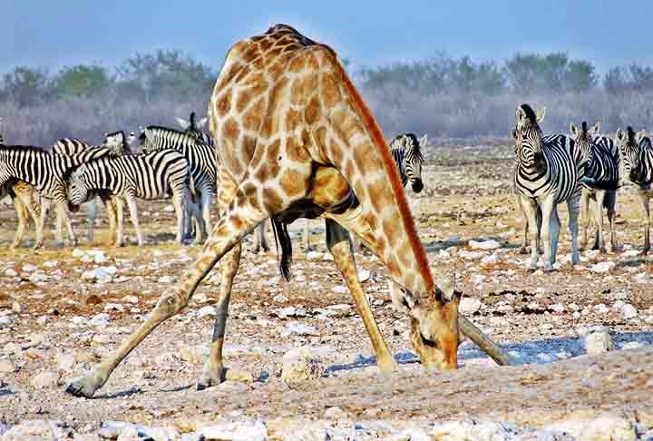 As girafas são animais herbívoros e se alimentam principalmente de folhas de acácia, que constituem cerca de 70% de sua dieta. Elas também podem comer folhas de outras árvores, frutas e flores.