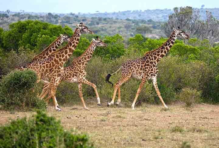 O pescoço das girafas é bastante longo e pesado: chega a 270 kg e pode medir até 2,4m. A revista Mammalian Biology descobriu que os pescoços das fêmeas adultas são proporcionalmente mais longos que os dos machos - estes possuem os pescoços mais largos, também proporcionalmente.