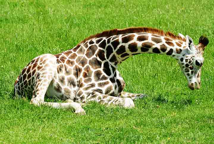 Apesar de, eventualmente, dormirem deitadas, as girafas costumam dormir de pé. E elas não precisam de muito tempo de sono! A soneca da beleza pode durar entre 5 e 30 minutos.