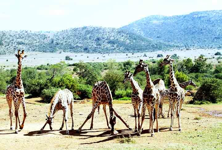 As girafas (Giraffa camelopardalis) são os animais mais altos do mundo, com o macho podendo chegar a 5,3m e até 1,5 tonelada. As fêmeas, por sua vez, chegam a 4,3m, podendo pesar até 830kg. 