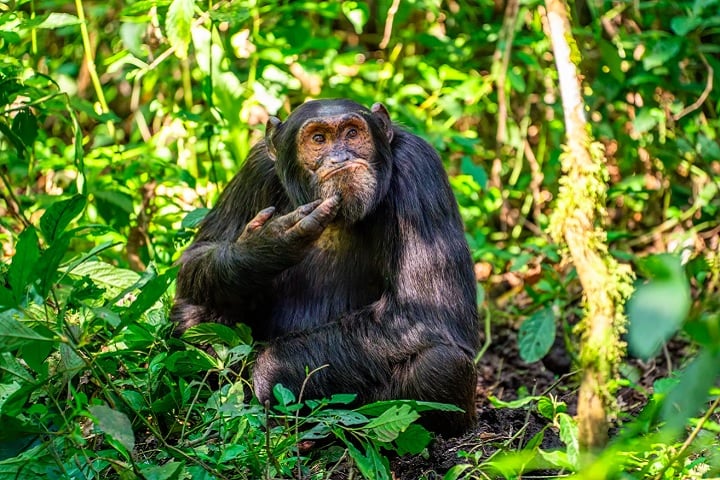 8º) Arvind Mohandas (Alemanha), com a foto “The Contemplative Chimpanzee” (