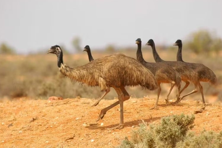 O emu, também conhecido como ema-australiana, é endêmico no país da Oceania e uma das maiores aves terrestres do mundo. A variante costeira está entre as mais raras. 
