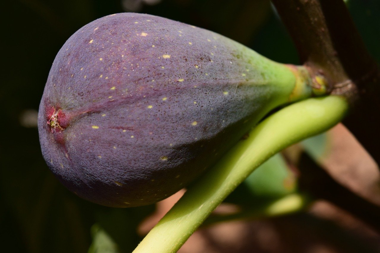 A figueira possui grande capacidade de adaptação aos mais variados tipos, com restrições aos solos encharcados. Solos profundos, bem drenados e com boa capacidade de retenção de água são ideais para o cultivo do figo.