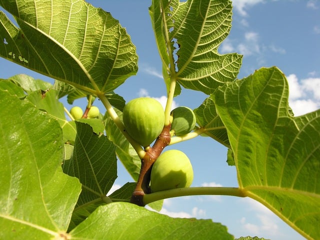 A história do figo (pseudofruto) remete à Antiguidade, sendo consumido por povos egípcios, judeus, gregos e romanos. As folhas da figueira foram, inclusive, utilizadas por Adão e Eva para esconder seus corpos, segundo Gênesis 3:7.