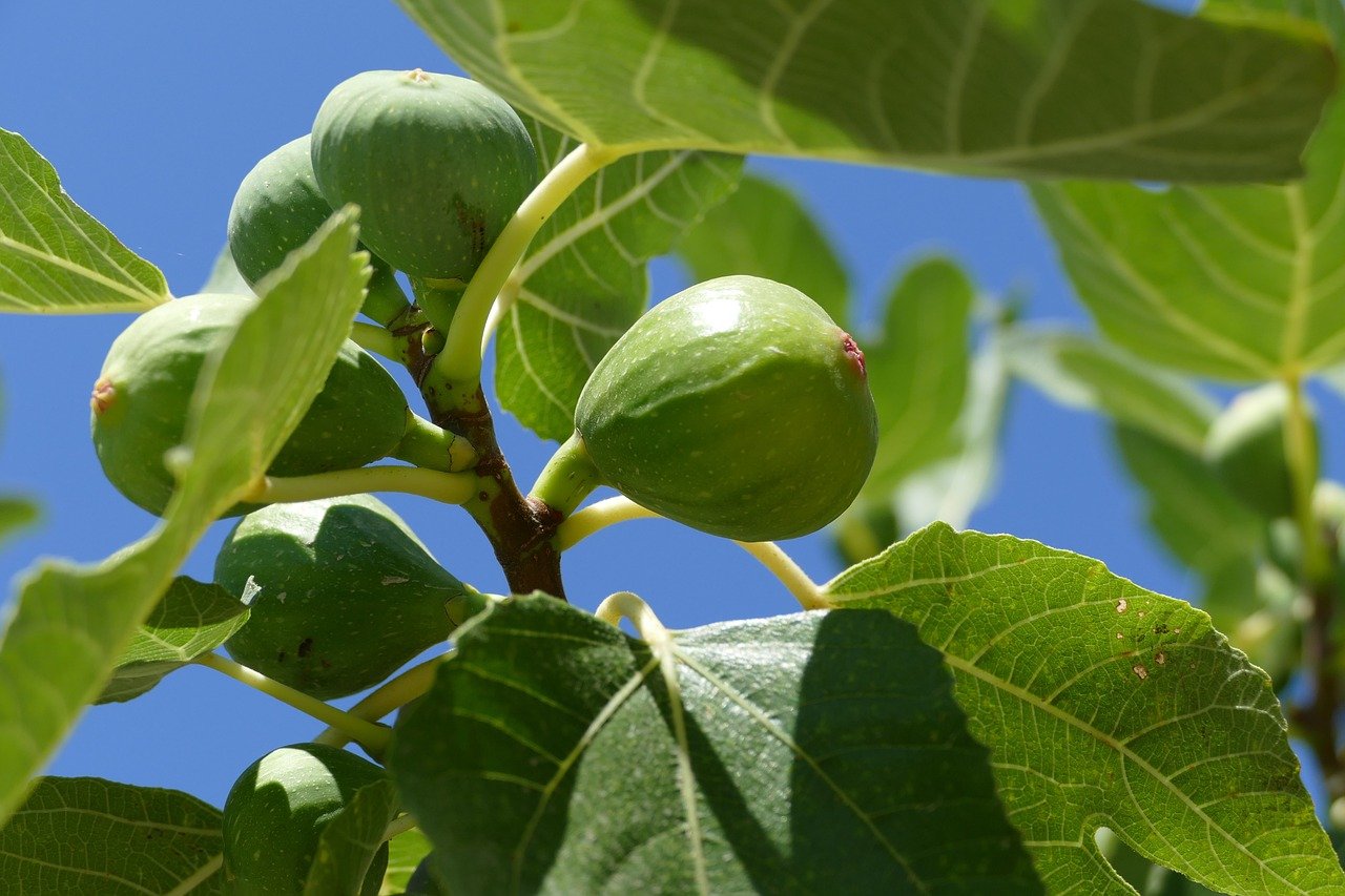 O figo é um pseudofruto da árvore chamada figueira (Ficus carica), pertencente à família Moraceae, que tem origem na região do Mediterrâneo.