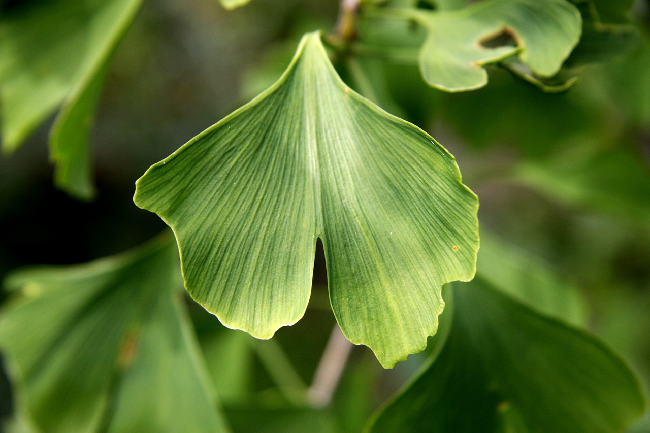 Ginkgo biloba - Essa planta é amplamente usada na medicina tradicional por melhorar a circulação sanguínea cerebral. O aumento do fluxo sanguíneo favorece a oxigenação do cérebro, essencial para funções cognitivas como a memória.
