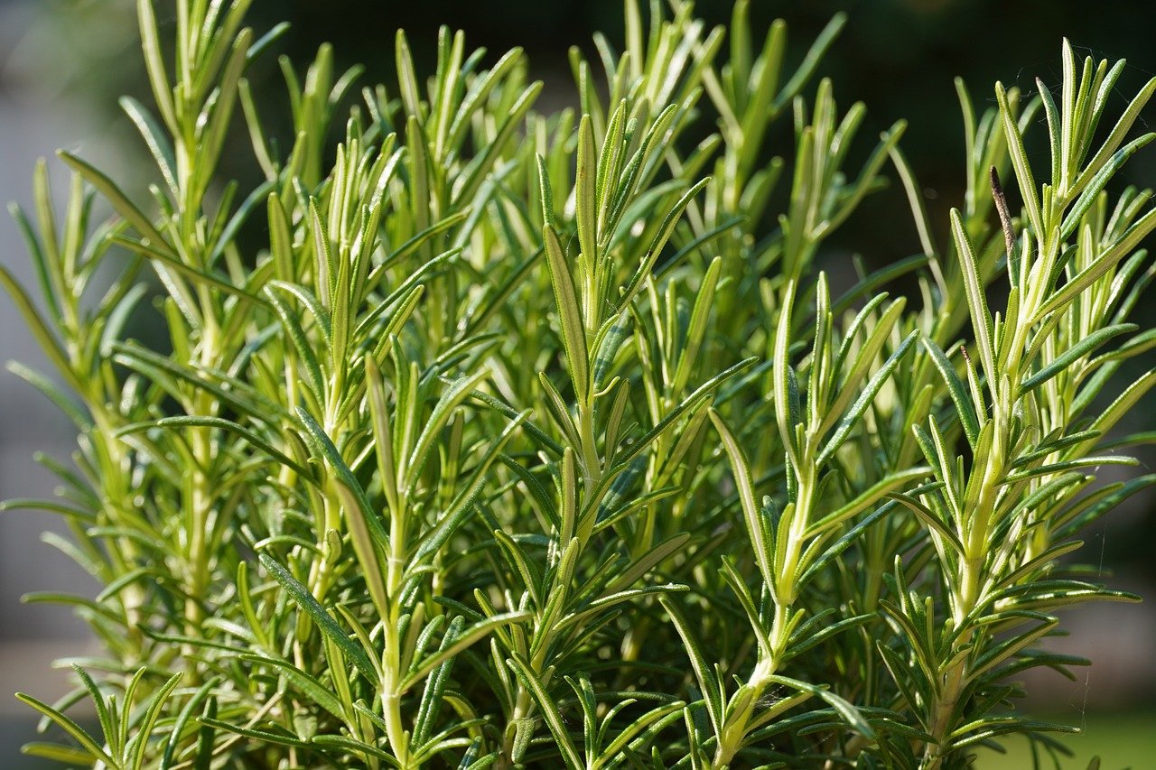 Plantas e alimentos que melhoram a memória