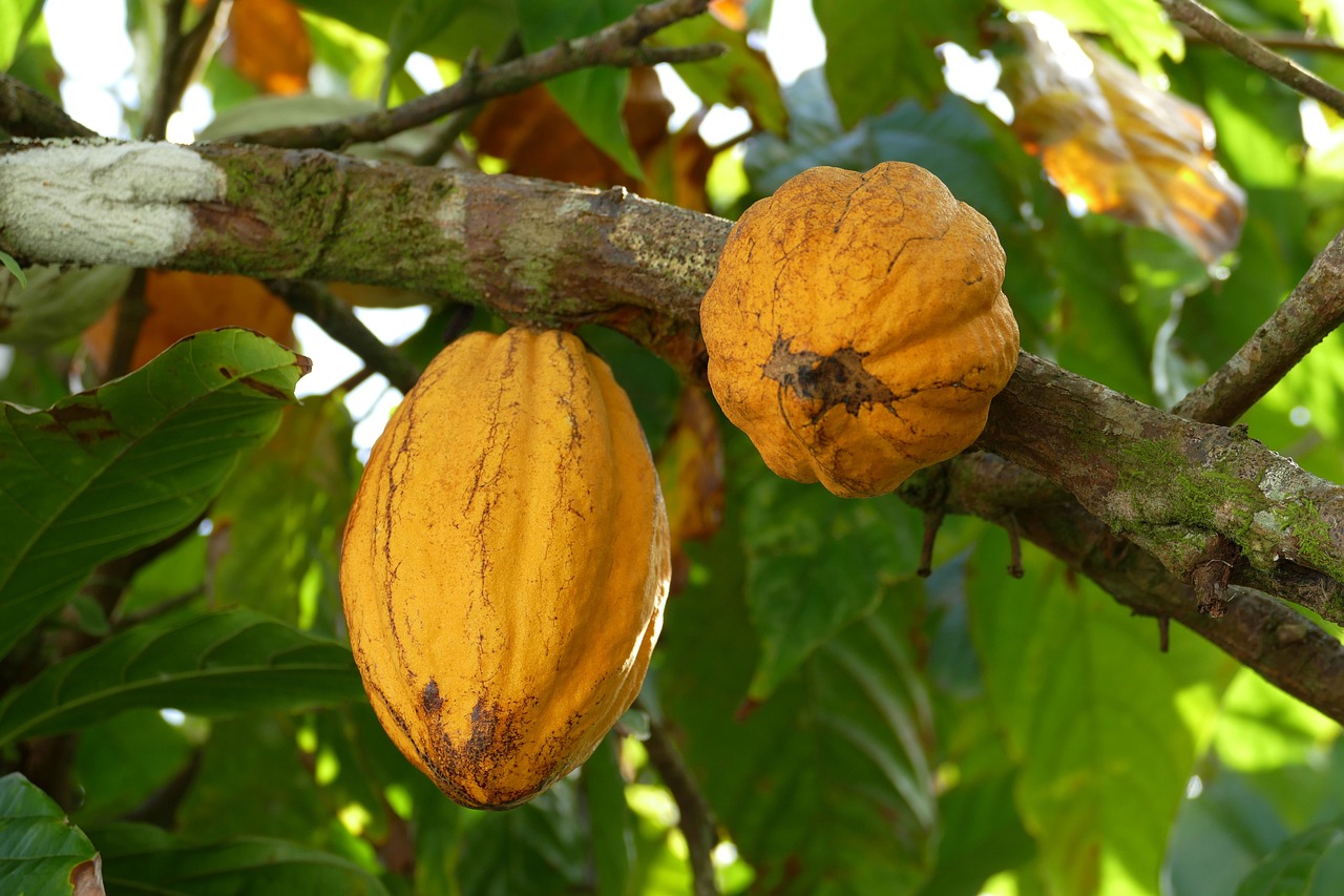 Cacau - Contém flavonoides que estimulam o fluxo sanguíneo para o cérebro. Consumido em moderação, ele melhora o humor e o foco, tornando mais eficiente o armazenamento de informações.
