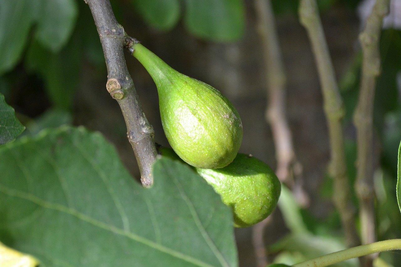 Além disso, a região Sul do Brasil também cultiva bastante o figo verde, destinado à indústria, na fabricação de compotas e geleias. A safra gaúcha ocorre entre fevereiro e março, enquanto São Paulo e Minas Gerais colhem de novembro a abril.