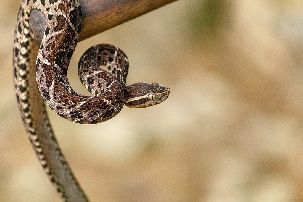 Segunda maior espécie de cobra venenosa no Brasil, ele mede até 2,2m, atrás da Surucucu pico-de-jaca. Seu veneno pode causar insuficiência circulatória e respiratória, hemorragia cerebral e falência renal. Ela se espalha pelo Sul e Sudeste, além do Mato Grosso do Sul. 