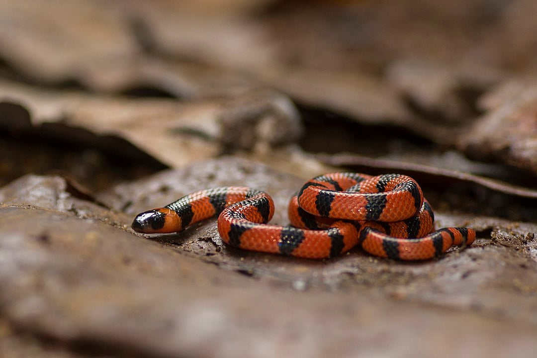 Essa cobra é considerada a mais venenosa  do Brasil. Sua toxina ataca o sistema nervoso e se espalha rapidamente pelo corpo.  O socorro tem que ser imediato. 