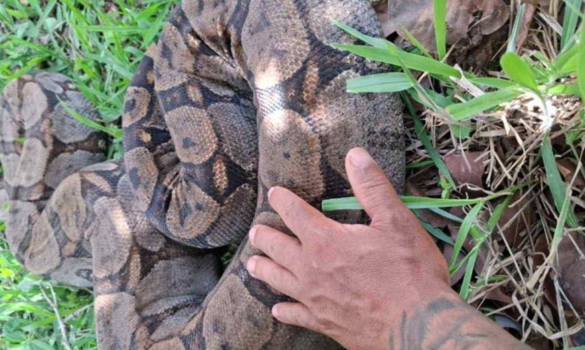 Brigadista do ICMBio encontrou jiboia gigantesca na Portaria Areias, na Serra do Cipó, nessa terça-feira (10/12)  -  (crédito: Arquivo pessoal)