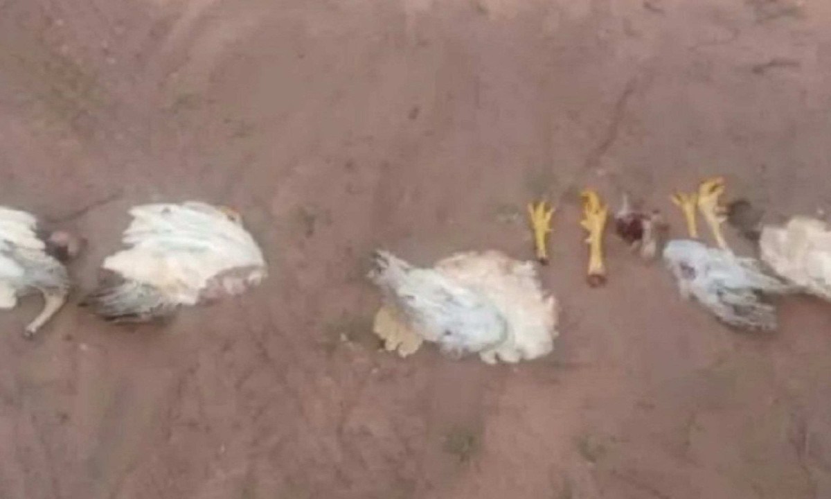 Vídeo: Homem deixa galinhas mortas sem os pés em sítio de João Pinheiro -  (crédito: ReproduÃ§Ã£o/Redes sociais)