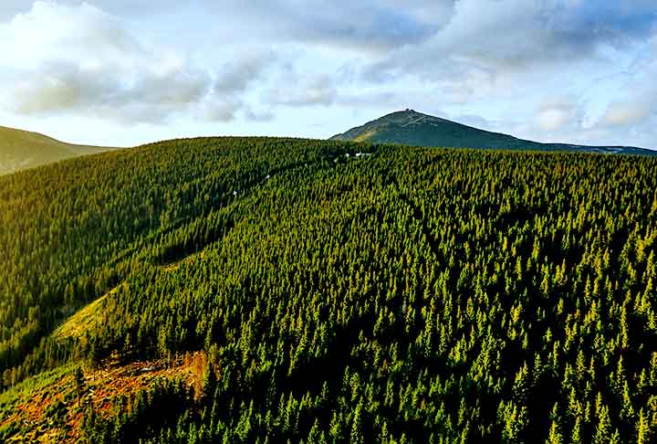 Polônia - Florestas boreais no norte abrigam pinheiros e abetos, essenciais para o equilíbrio ambiental da região. 
Essas florestas desempenham um papel crucial no clima global, armazenando grandes quantidades de carbono e abrigando diversas espécies adaptadas ao frio extremo.

