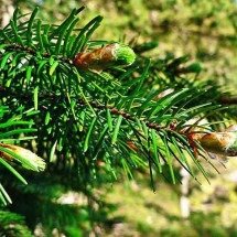 Natureza adaptada ao frio: Árvores coníferas prevalecem na paisagem de vastas florestas - Creative Commons