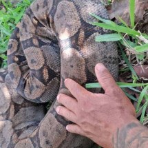 Cobra ‘gigantesca’ é resgatada em portaria de parque em Minas - Arquivo pessoal