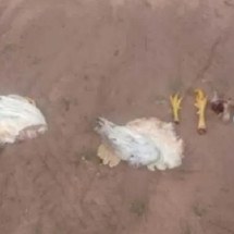 Homem deixa galinhas mortas sem os pés em sítio e assusta moradora em MG - ReproduÃ§Ã£o/Redes sociais