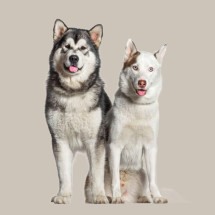 Confundidos à primeira vista, o malamute do Alasca e o husky siberiano são cachorros diferentes (Imagem: GPPets | Shutterstock) - (crédito: EdiCase) Confundidos à primeira vista, o malamute do Alasca e o husky siberiano são cachorros diferentes (Imagem: GPPets | Shutterstock) - (crédito: EdiCase)