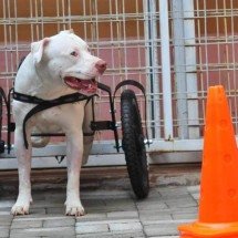 Pitbull Sansão foi sepultado em lugar simbólico que frequentava - Gladyston Rodrigues/EM/DA Press