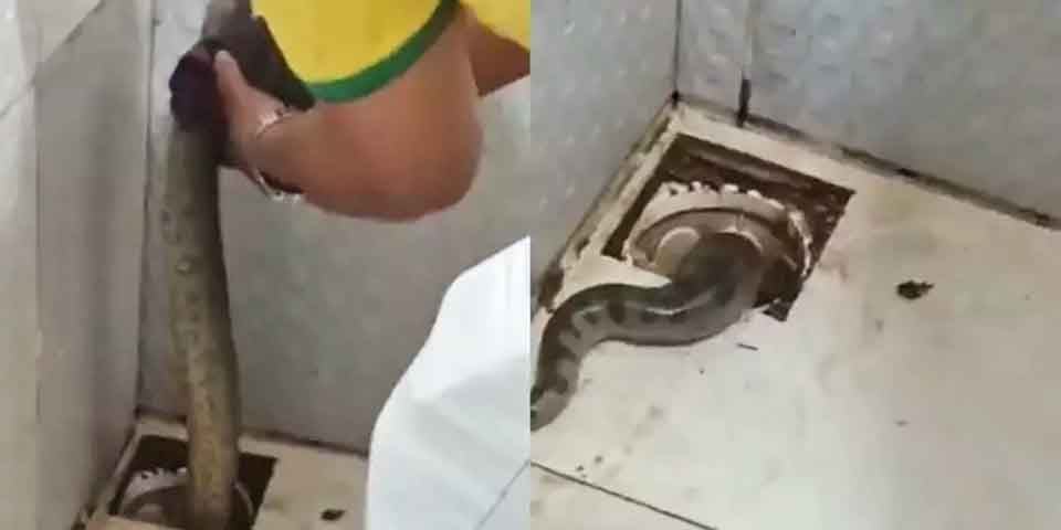 Em Belém, no Pará, uma sucuri apareceu no ralo do banheiro de uma casa. Um homem com luva e um pedaço de pau mexe na serpente, que vai embora pelo cano da residência. 