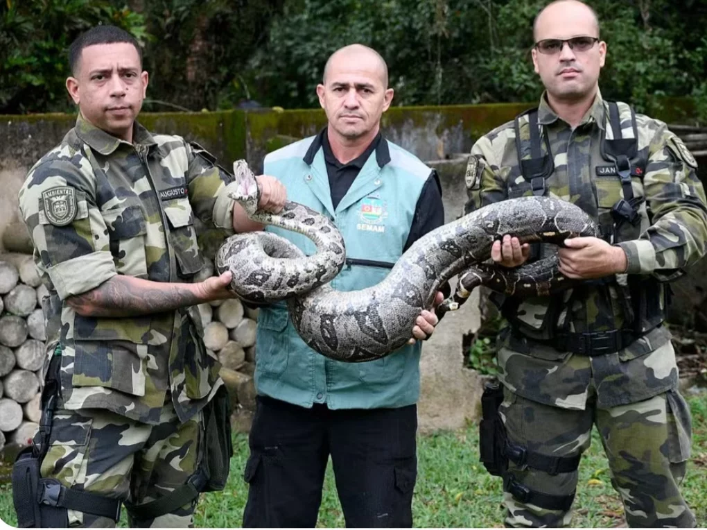 A Guarda Ambiental de Nova Iguaçu enviou uma equipe para resgatar a serpente e levá-la de volta ao seu habitat natural. A entidade divulgou que os imóveis construídos na região, onde existe Mata Atlântica, estão sujeitos a receber animais silvestres. A cobra foi devolvida à natureza. 
