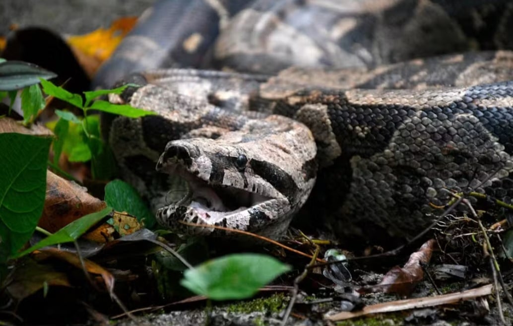 Em julho deste ano, uma jiboia de dois metros de comprimento assustou funcionários de uma fazenda no bairro Barão de Guandu, no Tinguá, na Baixada Fluminense. A cobra estava perto de um lago artificial e certamente saiu da Reserva Biológica do Tinguá, que fica nas proximidades. 