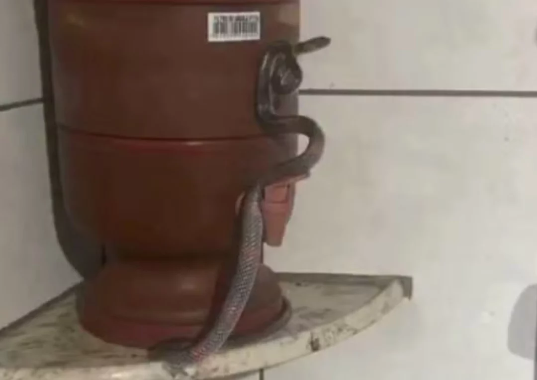Neste mês de dezembro de 2024 uma cobra que os bombeiros chamaram de 