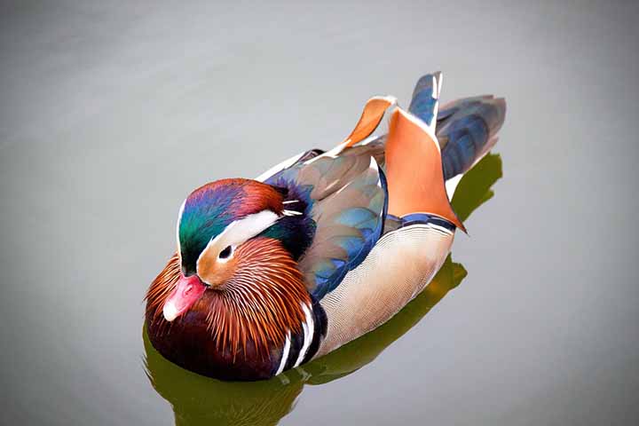 Pato-mandarim: Conhecido como o pato mais bonito do mundo, o Pato-mandarim é originário da China e do Japão. Suas cores deslumbrantes o tornaram uma figura frequente na arte oriental.