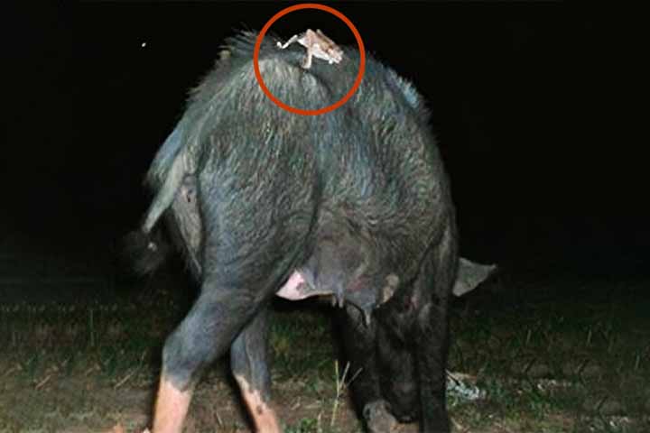 A espécie se alimenta de sangue, geralmente de mamíferos e aves, localizando as presas pelo calor corporal e olfato. Ao morder a pele, usa dentes afiados para uma incisão. As secreções de sua saliva evitam que o sangue coagule, permitindo que ele se alimente de forma contínua durante vários minutos. Veja a seguir outros animais que possuem dentes semelhantes aos dos vampiros.