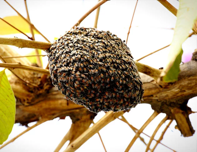 Nesse sentido, caso haja um desequilíbrio nessa produção, afetará as comunidades de plantas e animais que delas dependem. Além da produção de mel e produtos como própolis e cera, esses insetos contribuem na manutenção da biodiversidade, do ecossistema, e na produção de alimentos por meio de sua capacidade polinizadora.