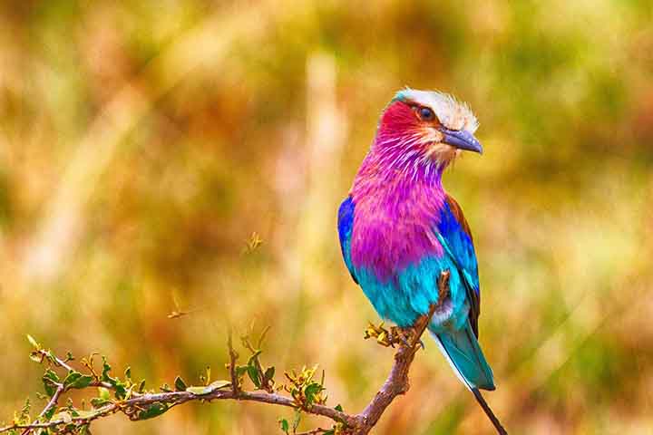 Rolieiro-de-peito-lilás: Esse é um pássaro original do Quênia, conhecido por suas cores deslumbrantes, que incluem branco, roxo, azul, turquesa, verde, preto e bronze. 