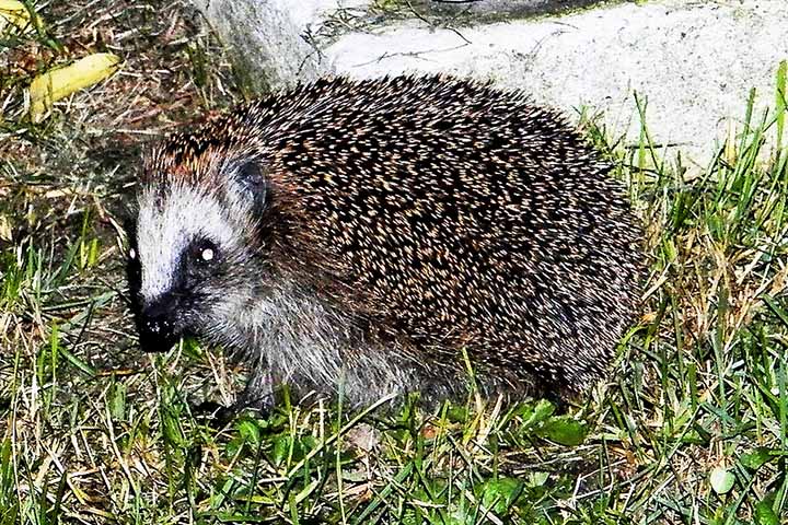 Porco-espinho - Habita diversas regiões, incluindo florestas e áreas de vegetação densa na América do Norte, América Central e partes da Ásia. 