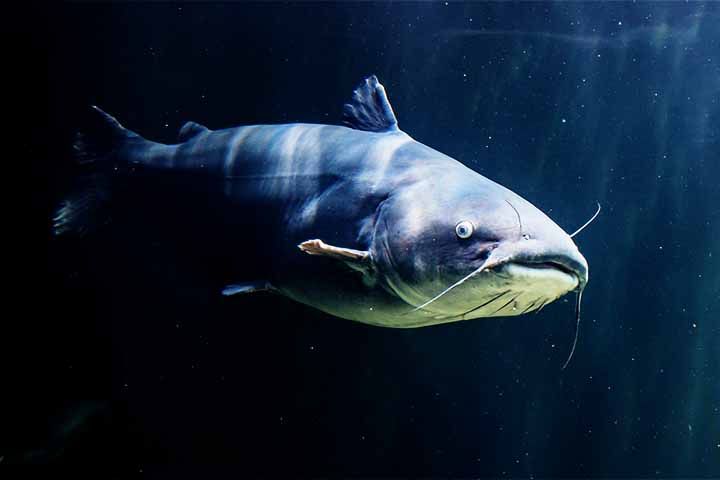 Peixe-gato - Possui dentes afiados que lhe permite capturar e segurar suas presas. Vive até 15 anos. 