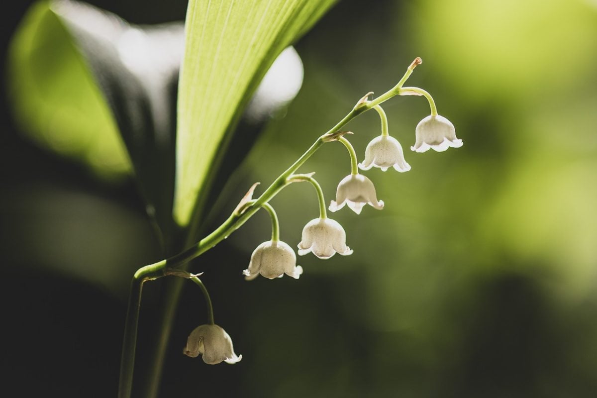 “Muitos desses ditados realmente funcionam porque, de certa forma, capturam as relações entre as condições ambientais e a resposta das plantas”, disse Theresa Crimmins, diretora da Rede Nacional de Fenologia dos EUA.
