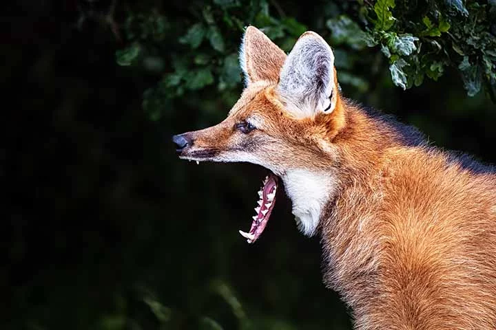 Lobo-guará - Habita savanas e cerrados do Brasil, além de regiões da Argentina e Paraguai, preferindo áreas abertas e com vegetação rasteira. 