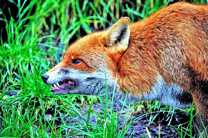 Raposa - Encontrada em diversos habitats pelo mundo, incluindo florestas, desertos e áreas urbanas. 