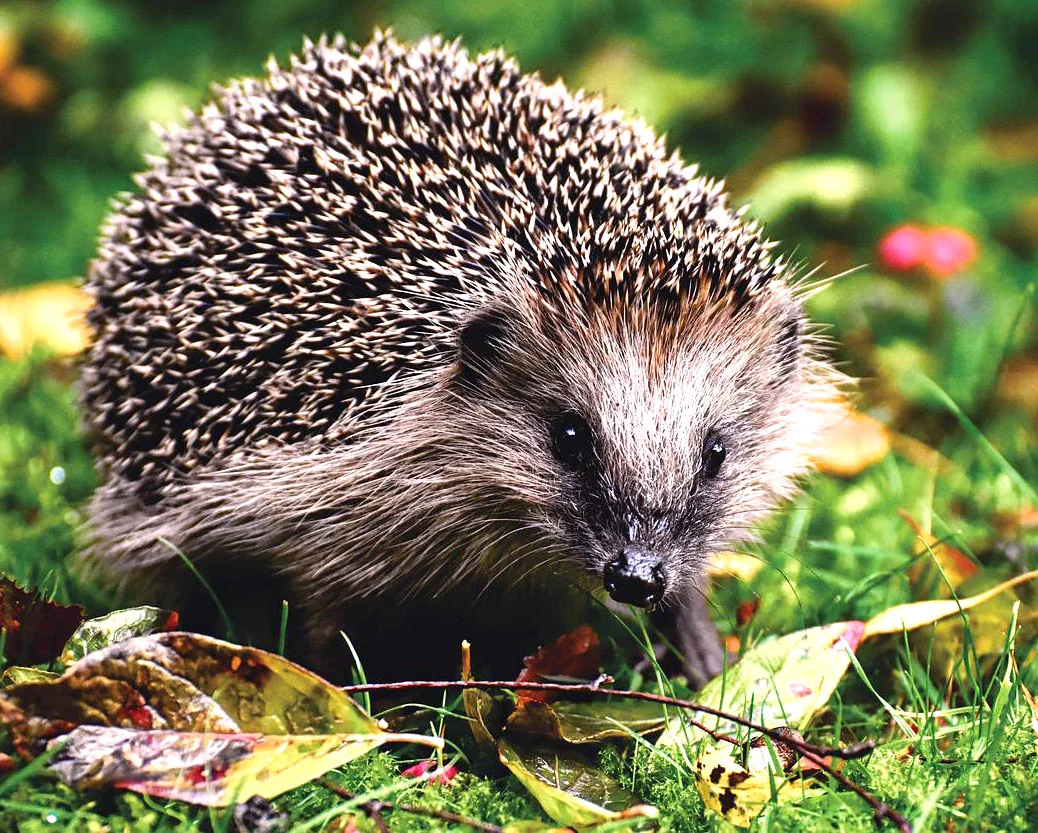 Sua dieta geralmente é herbívora: cascas de árvores, folhas, frutas e vegetais. Mas também pode incluir insetos e pequenos animais. Vive de 3 a 7 anos na natureza.