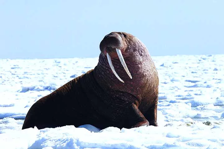 Morsa - Habita as águas geladas do Ártico e subártico, em regiões da Rússia, Canadá, Noruega e Alasca. 