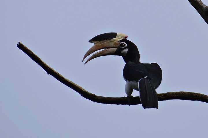 Calau-de-Malabar: Essa é uma espécie de ave encontrada no sul da Índia, Sri Lanka e partes do sudeste da Ásia. Eles costumam habitar florestas tropicais e matagais. 