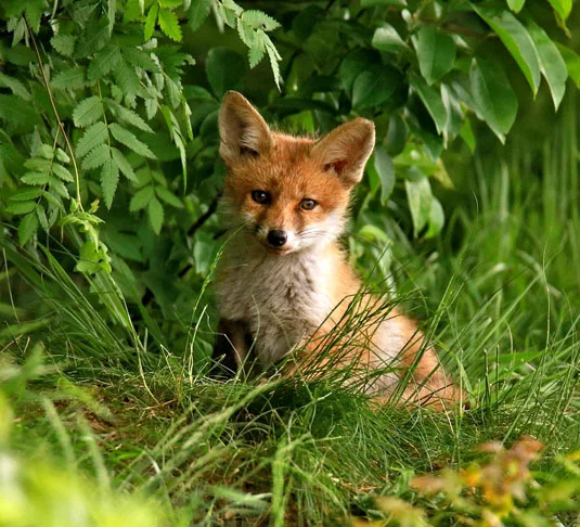 Come pequenos mamíferos, aves, insetos, frutas e vegetais, adaptando-se facilmente ao que está disponível no ambiente. Vive 3 ou 4 anos na natureza, chegando a 14 em cativeiro.